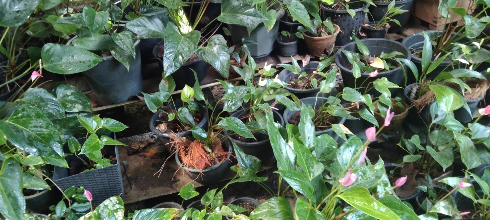 Kanneliya Eco Garden Hotel Koralegama Ngoại thất bức ảnh
